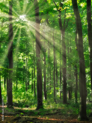 Wald Bild  Sonne guckt durch die Bl  tter