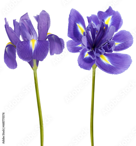 Irises  flowers   on  isolated background with clipping path. Closeup.. Transparent background.   Nature.