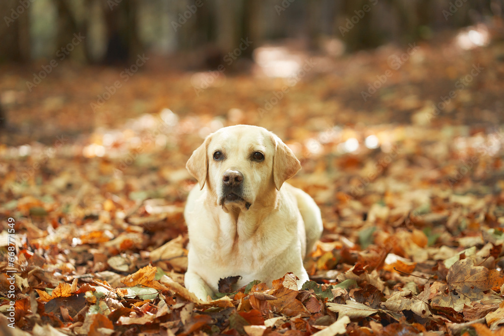 Graceful Labrador Retriever dog, pure white, sitting serenely amid the cascade of golden autumn leaves on a tranquil forest pathway, capturing the essence of fall