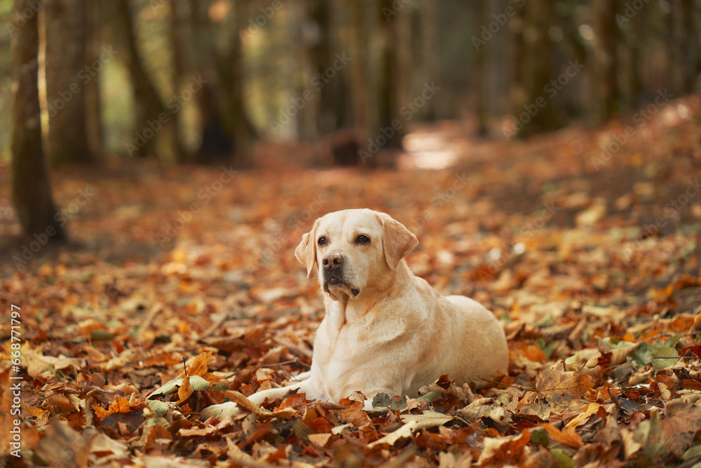Graceful Labrador Retriever dog, pure white, sitting serenely amid the cascade of golden autumn leaves on a tranquil forest pathway, capturing the essence of fall Graceful Labrador Retriever dog, pure white, sitting serenely amid the cascade of golden autumn leaves on a tranquil forest pathway, capturing the essence of fall
