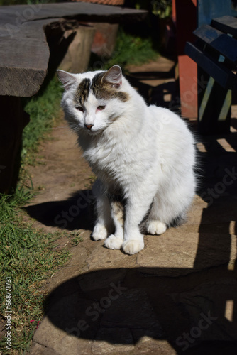 Gato blanco tomando el sol.