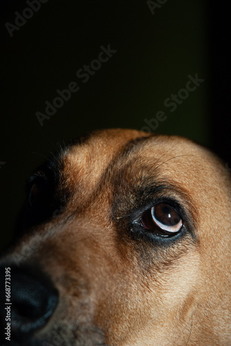close up portrait of a dog looking up