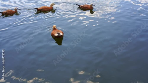 Ruddy shelducks, Tadorna ferruginea orange ducks swimming across the lake water blue from the reflection of the sky and white clouds.