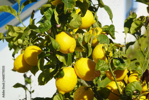 A branch of a lemon tree in Sicily, Italy 