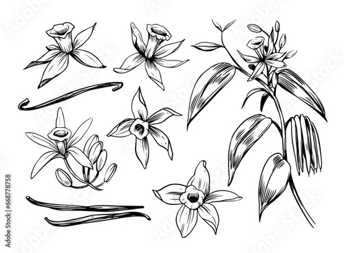 Vanilla sketches. set of vector illustrations