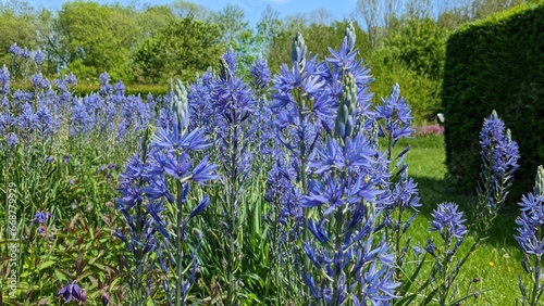 Camassia Leichtlinii, Leichtlin prairie lily, in beautiful Sauerland photo