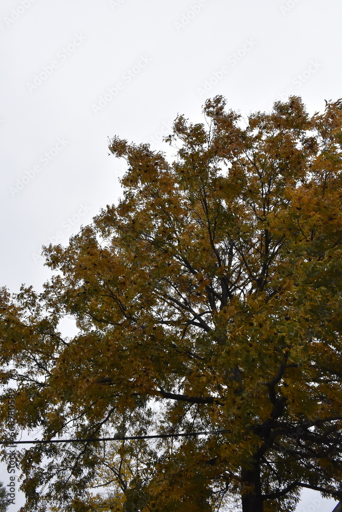 Changing Leaves on a Tree Changing Leaves on a Tree