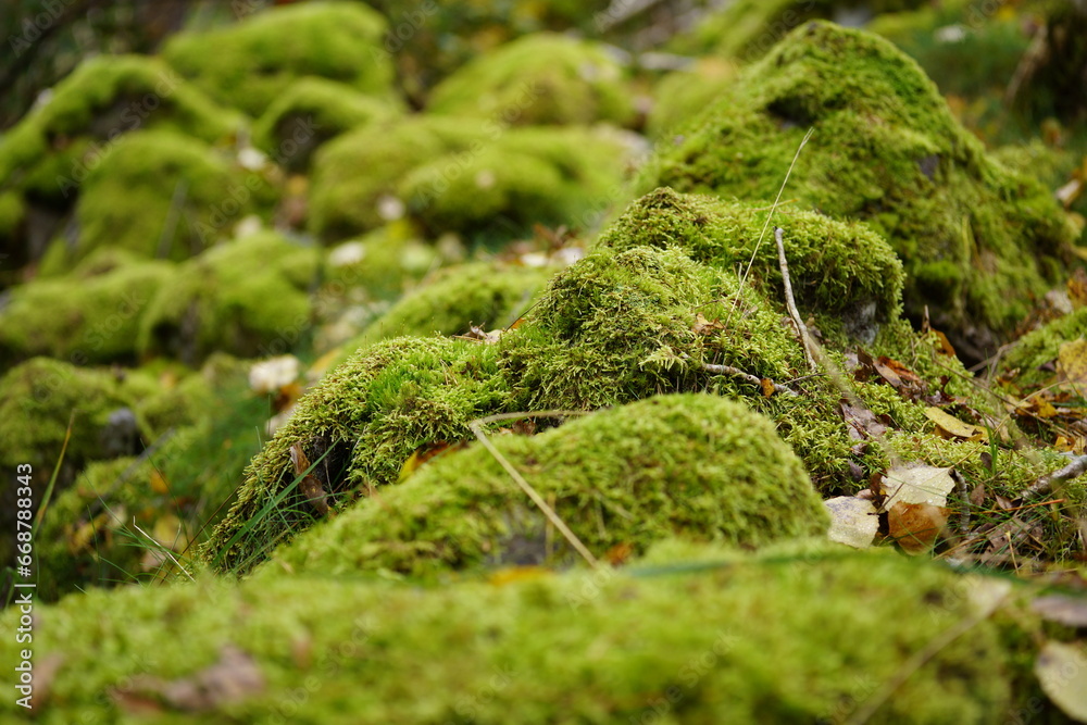 Beautiful Bright Green moss grown up cover the rough stones and on the floor in the forest Beautiful Bright Green moss grown up cover the rough stones and on the floor in the forest