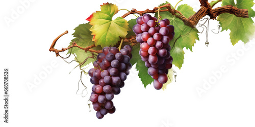 Grapevines isolated on transparent background