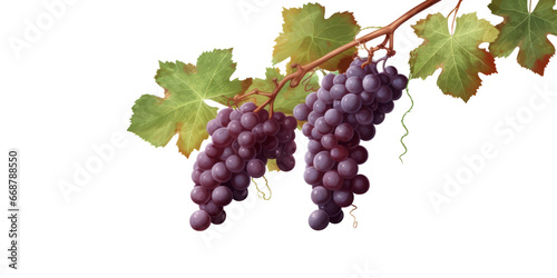 Grapevines isolated on transparent background