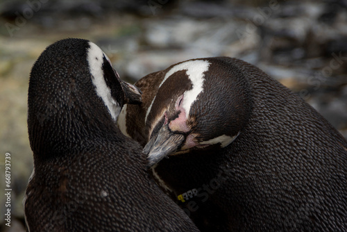 animali pinguini che si baciano 