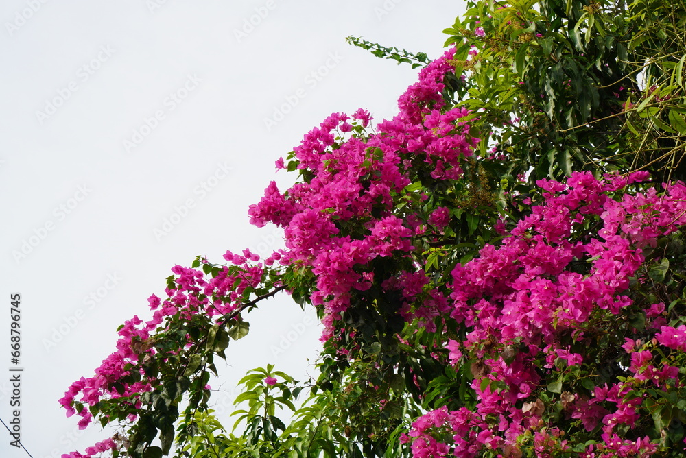 Bougainvillea flowers growing in front of the house Bougainvillea flowers growing in front of the house