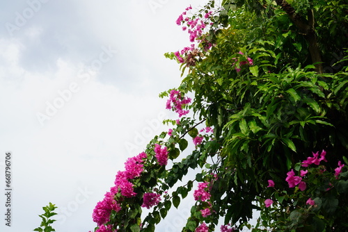 Fototapeta Naklejka Na Ścianę i Meble -  Bougainvillea flowers growing in front of the house