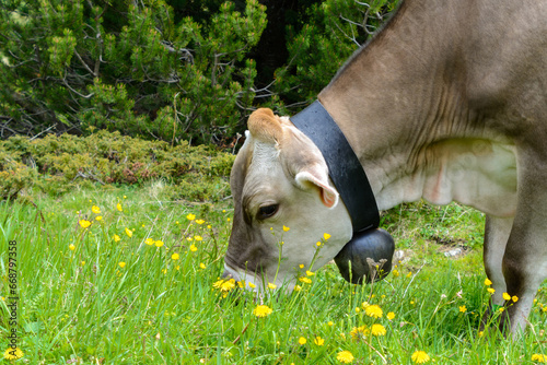 Glückliche Kuh auf der grünen und saftigen Sommerwiese auf einem Berg in den Alpen
