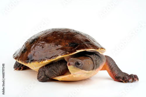 Weißbauch-Schnappschildkröte // Branderhorst's snapping turtle (Elseya branderhorsti) - Papua-Neuguinea