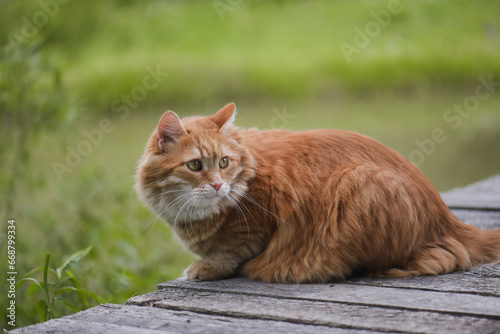 beautiful homemade ginger cat sitting on a wooden platform, natural green background