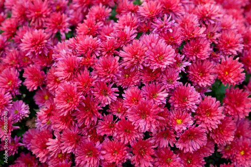 Close up photo of red chrysanthemum flowers in autumn garden, perfect background.