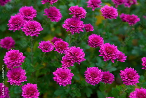 Close up photo of pink chrysanthemum flowers in autumn, perfect background. © Uilia