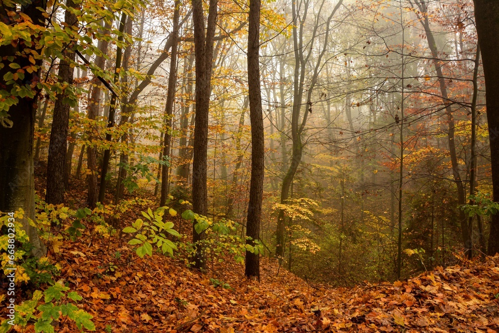 Obraz premium The landscape of a golden forest during a beautiful sunny autumn day.