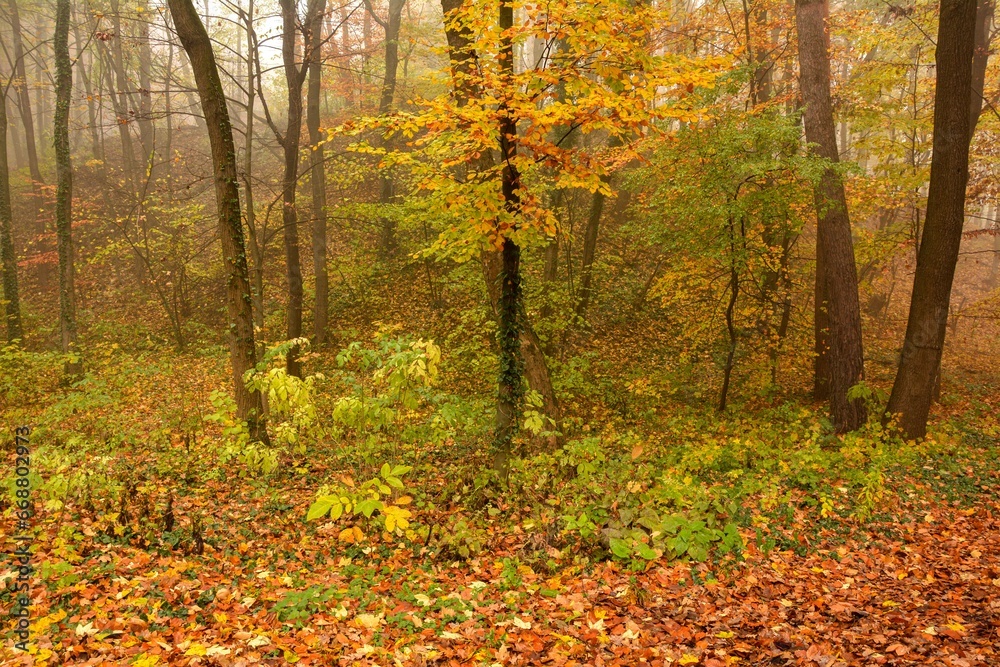 The landscape of a golden forest during a beautiful sunny autumn day. The landscape of a golden forest during a beautiful sunny autumn day.