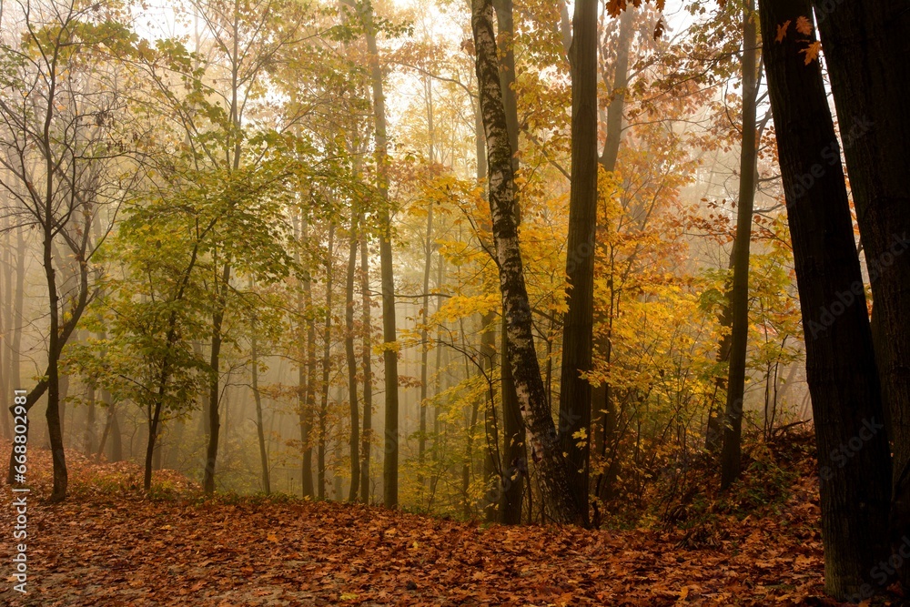 Obraz premium The landscape of a golden forest during a beautiful sunny autumn day.