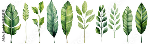 Modern watercolor green tropical leaves, clip art Botanical Illustration elegant watercolor illustration , green tropical leaves isolated transparent background, PNG