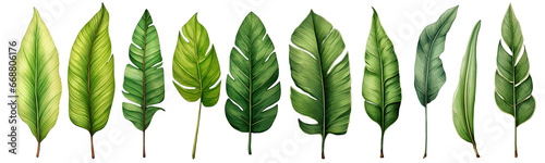 Banana leaf clipart in the style of Botanical Illustration elegant watercolor illustration   Banana Leaf isolated transparent background  PNG