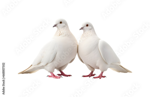 A pair of white doves are making love while sitting on a tree branch. Generative AI