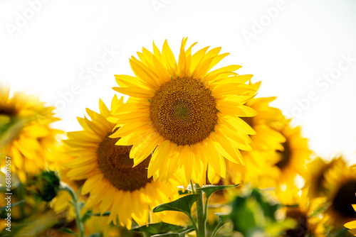 Fototapeta Naklejka Na Ścianę i Meble -  Blooming sunflower heads in a field on a white background. An agricultural plant in the process of active growth and flowering.
