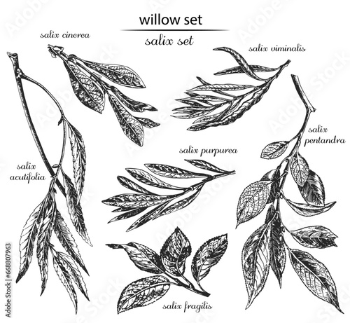 willow set, willow sketch, willow monochrome, willow black and white. Latin name salix. Salix acutifolia, salix fragilis, salix cinerea, salix viminalis, salix rossica, salix purpurea, salix caesifoli