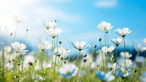 beautiful flowers bloom with blue sky in the spring field  soft focus
