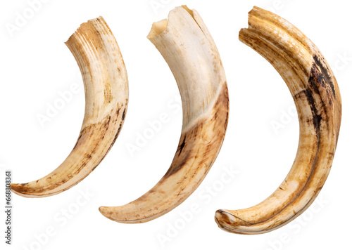 Photograph of three warthog tusks photo