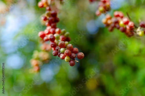 Berries of American sea buckthorn in close-up