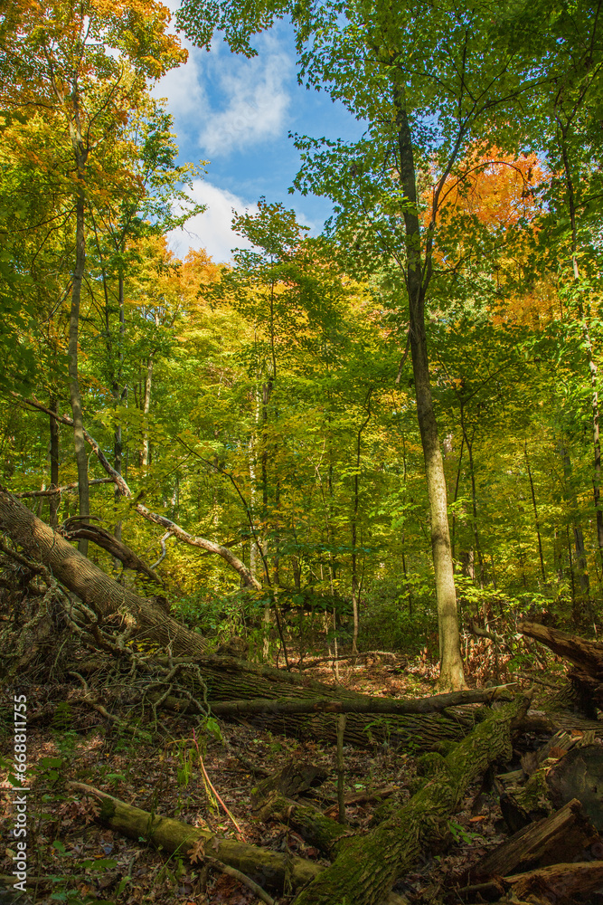 Fototapeta premium forest in autumn