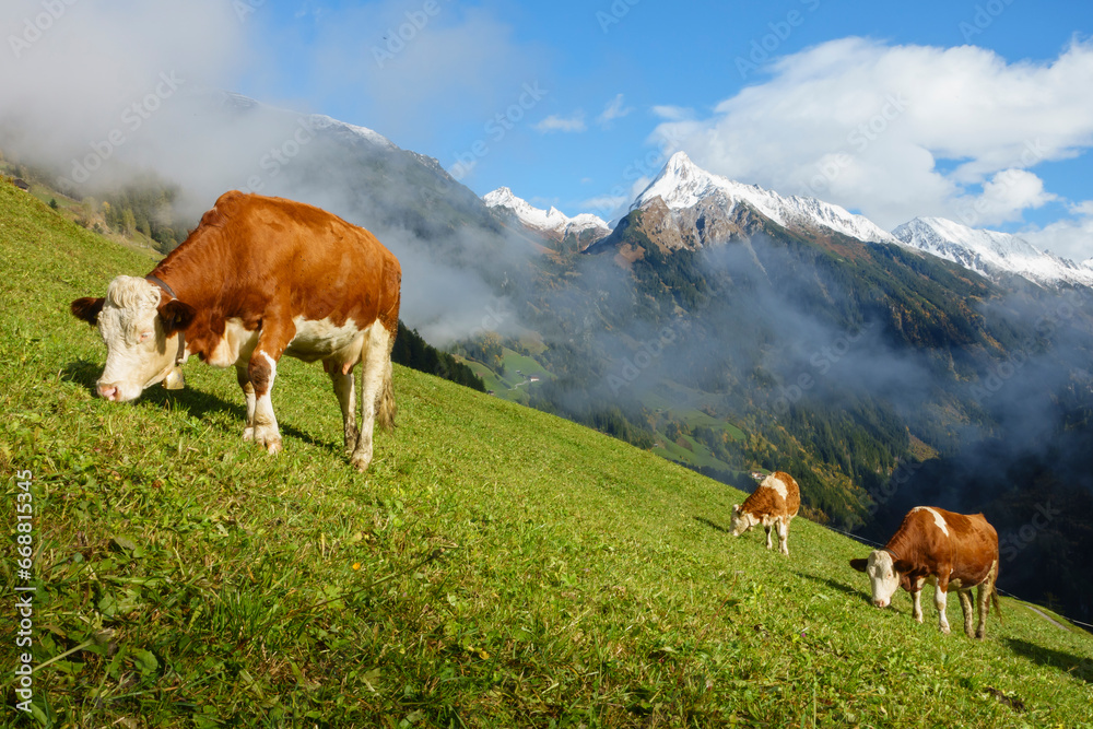 Milchkühe auf einer herbstlichen Bergwiese im Zillertal