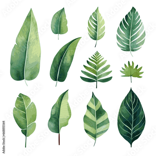 Tropical tree leaves watercolor set for card decor on white background © Oleksiy