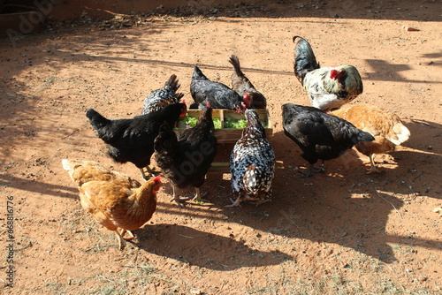 CHICKENS EATING AT A CHICKEN PICNIC TABLE