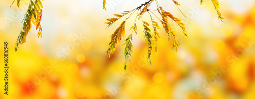 autumn colored leaf branch on abstract blurred yellow nature background with defocused sun lights, fall season concept banner with copy space