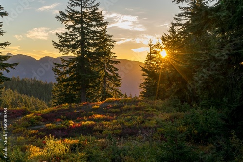 Rising sun poking through the pines