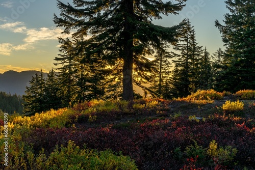 Golden silhouette of a pine tree