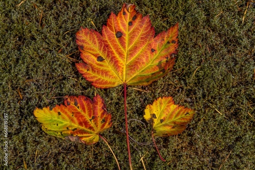 Falling maple leaves