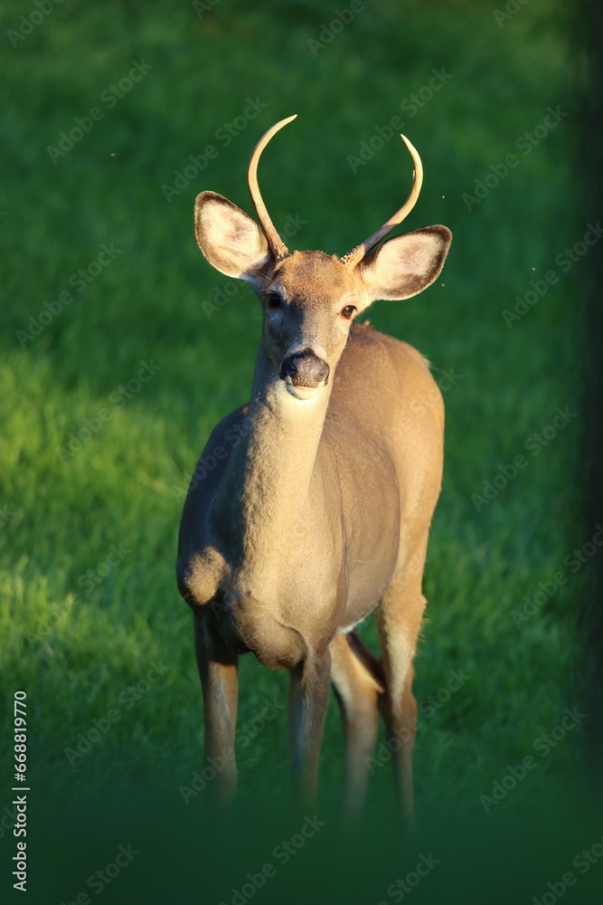 A male whitetail deer catching some sunshine