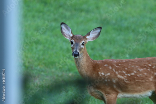Spotted by a whitetail fawn