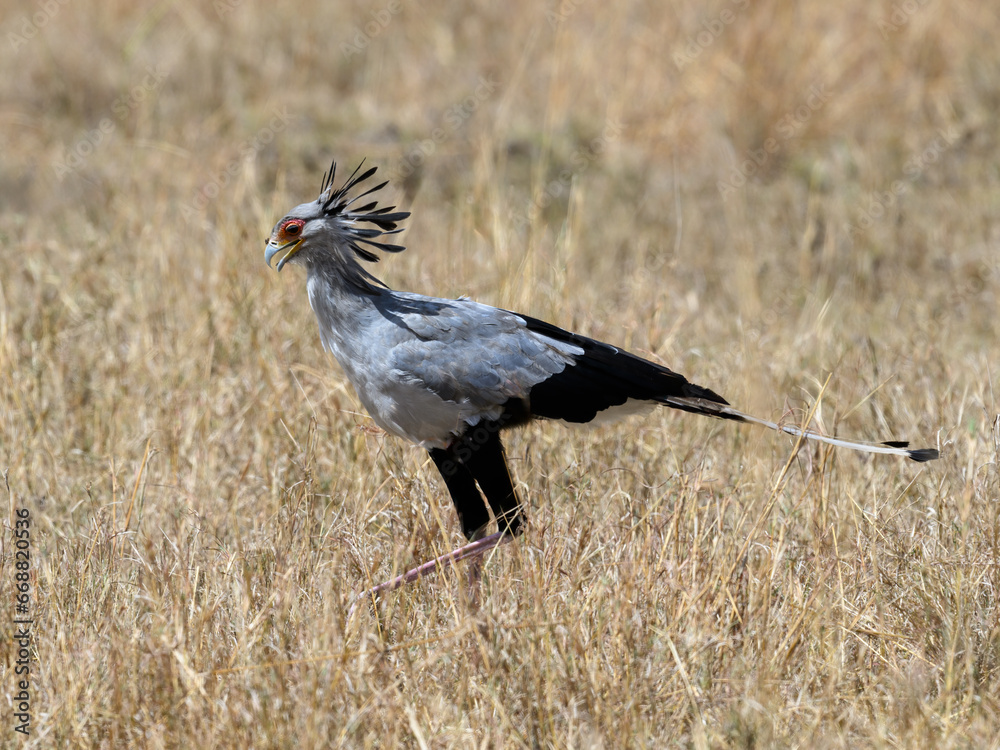 Obraz premium Secretary bird walking in Serengeti savannah 