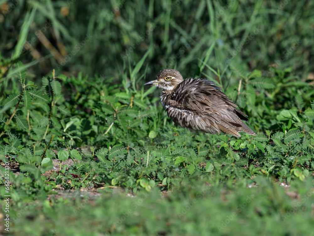 A Water Thick Knee looking foraging on lake Victoria shore in Tanzania A Water Thick Knee looking foraging on lake Victoria shore in Tanzania