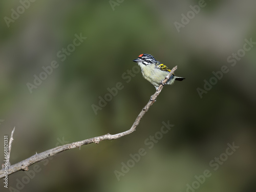 Red-fronted Tinkerbird perched on tree branch against green background