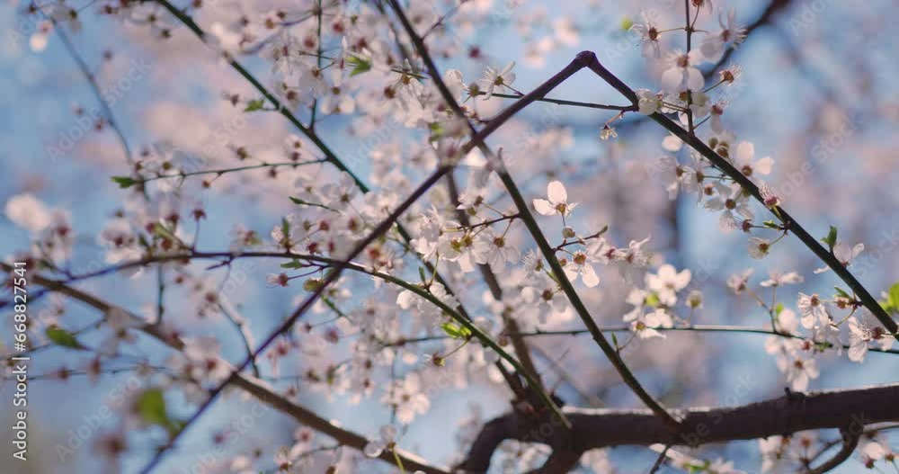 Close-up of blossoming cherry tree in spring Close-up of blossoming cherry tree in spring