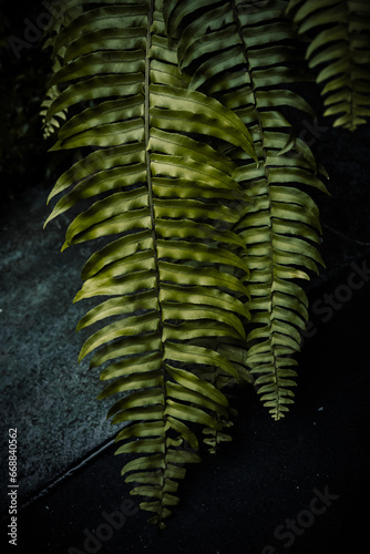 Moody Green Leaves with a touch of otherworldly beauty.