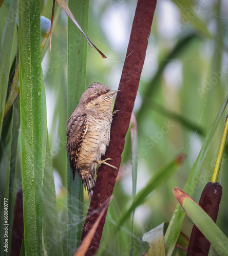 Eurasian wryneck or northern wryneck is a species of wryneck in the woodpecker family.Eurasian wrynecks can be found across Europe, Asia, and south of the Saraha desert in Africa.  photo