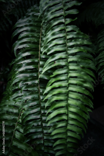 Moody Green Leaves with a touch of otherworldly beauty.